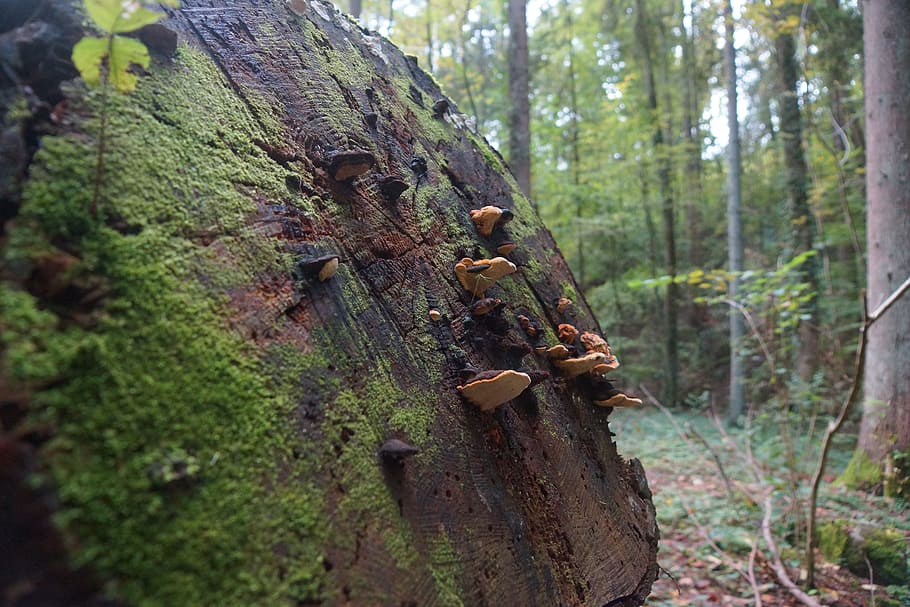 forest, log, nature, wood, tree trunks, mood, macro, nature recording HD wallpaper