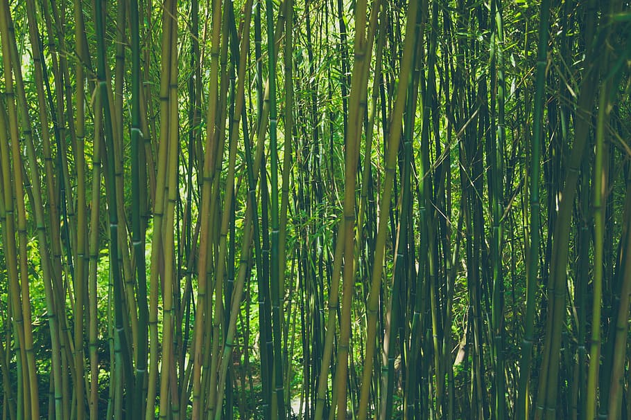 green leafed trees, bamboo, forest, nature, plant, asia, japan HD wallpaper