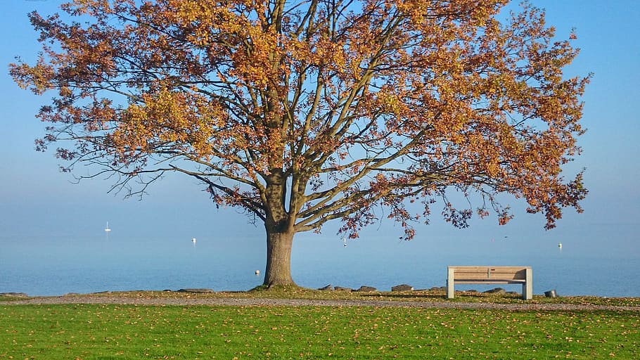 wooden bench near tree, autumn, lake, park, sunny day, the path HD wallpaper
