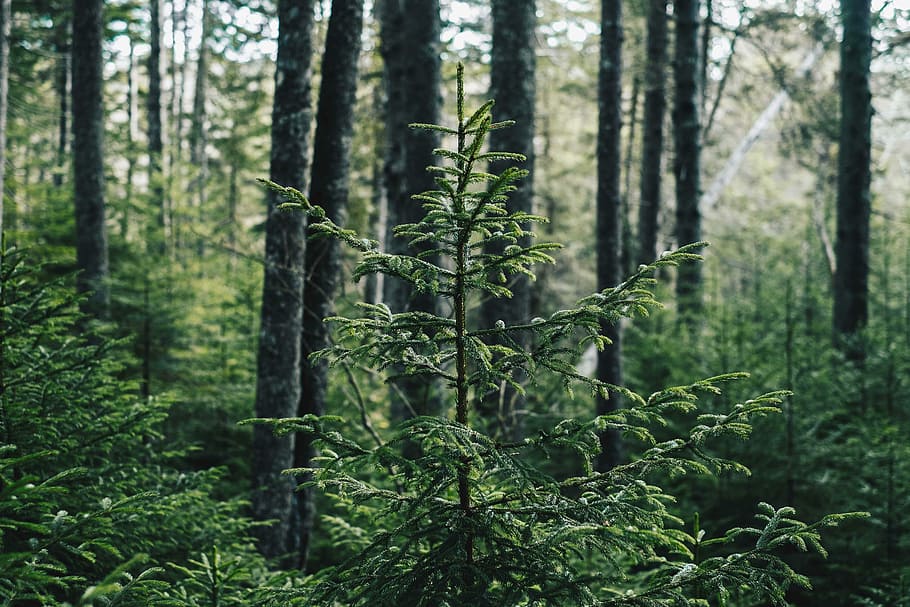 low-angle photography of trees, selective focus photography of green leaf tree at daytime HD wallpaper