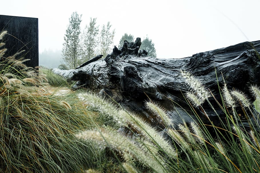 dead wood, rain, dark, one animal, animal themes, plant, mammal HD wallpaper