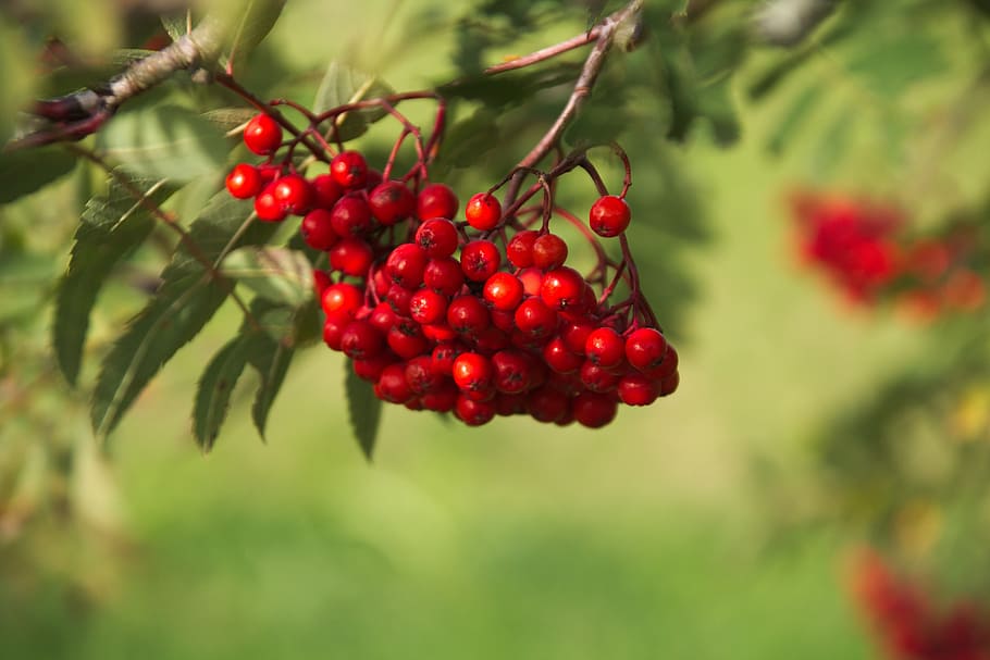 rowan, berry, tree, plant, nature, leaf, red, mountain ash, HD wallpaper