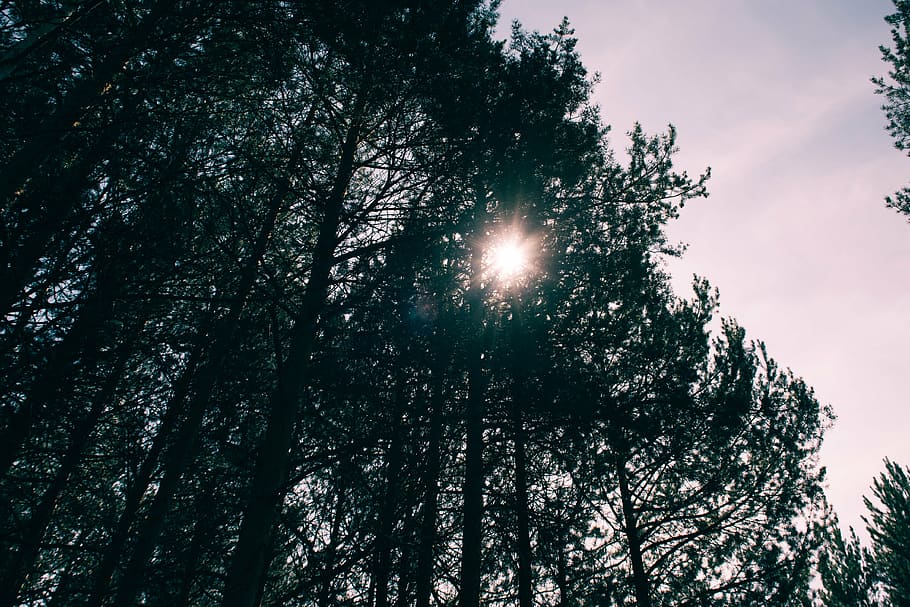 trees, forest, nature, sky, sunlight, outdoors, plant, low angle view HD wallpaper