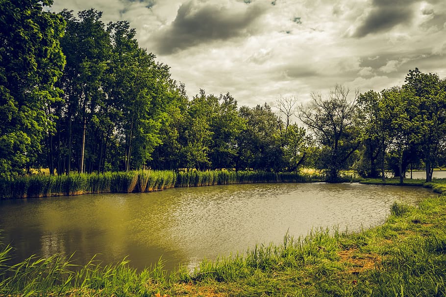 pond, clouds, trees, grass, nature, edge of the pond, surface HD wallpaper