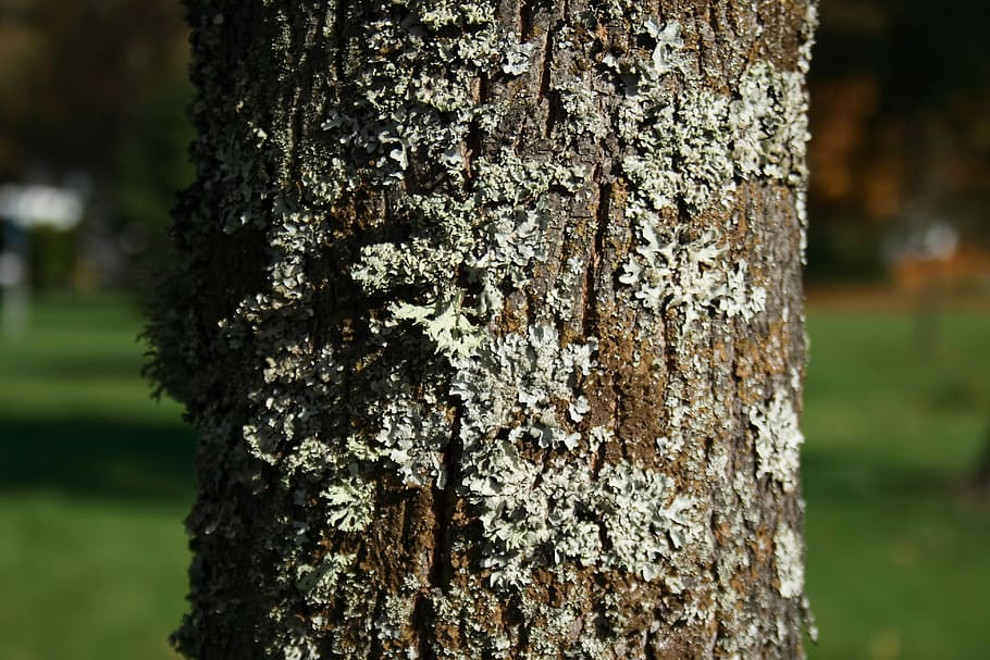 Tree, Bark, Log, Wood, Moss, autumn, tree trunk, nature, day HD wallpaper