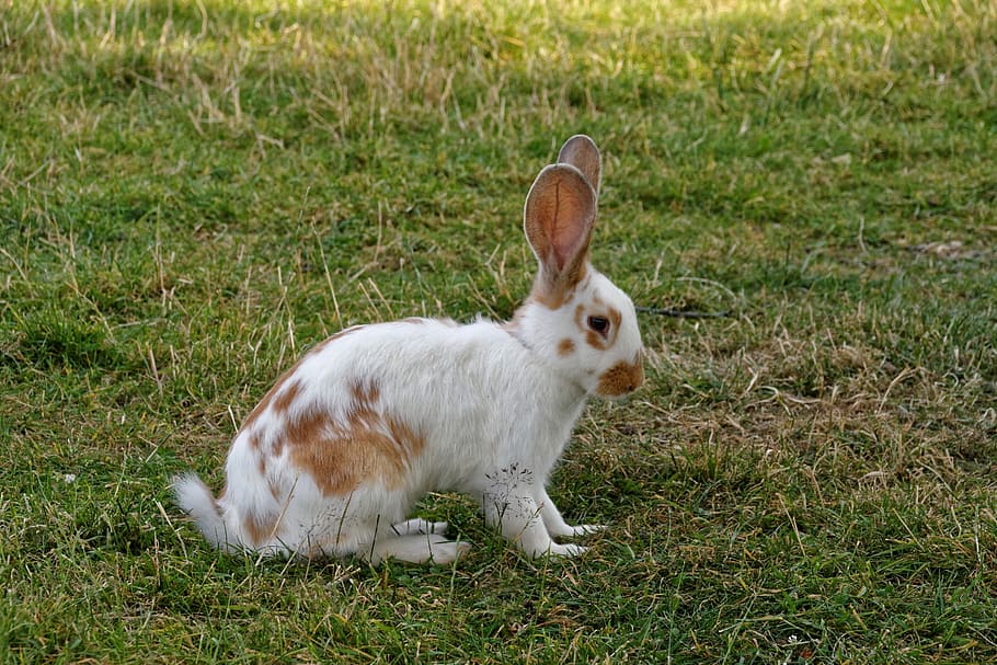 Hare, Rush, Easter Bunny, Animal, grass, animal themes, domestic animals HD wallpaper