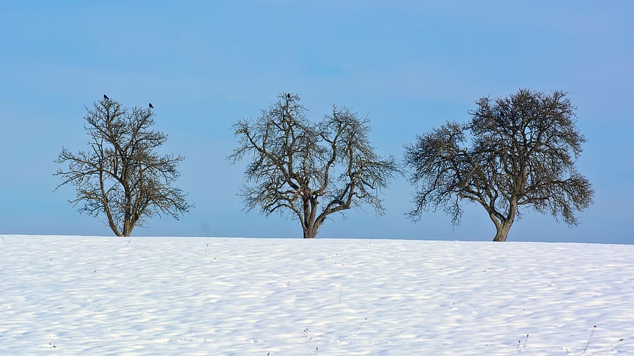 three green trees on snow covered ground, winter, single, silhouette HD wallpaper