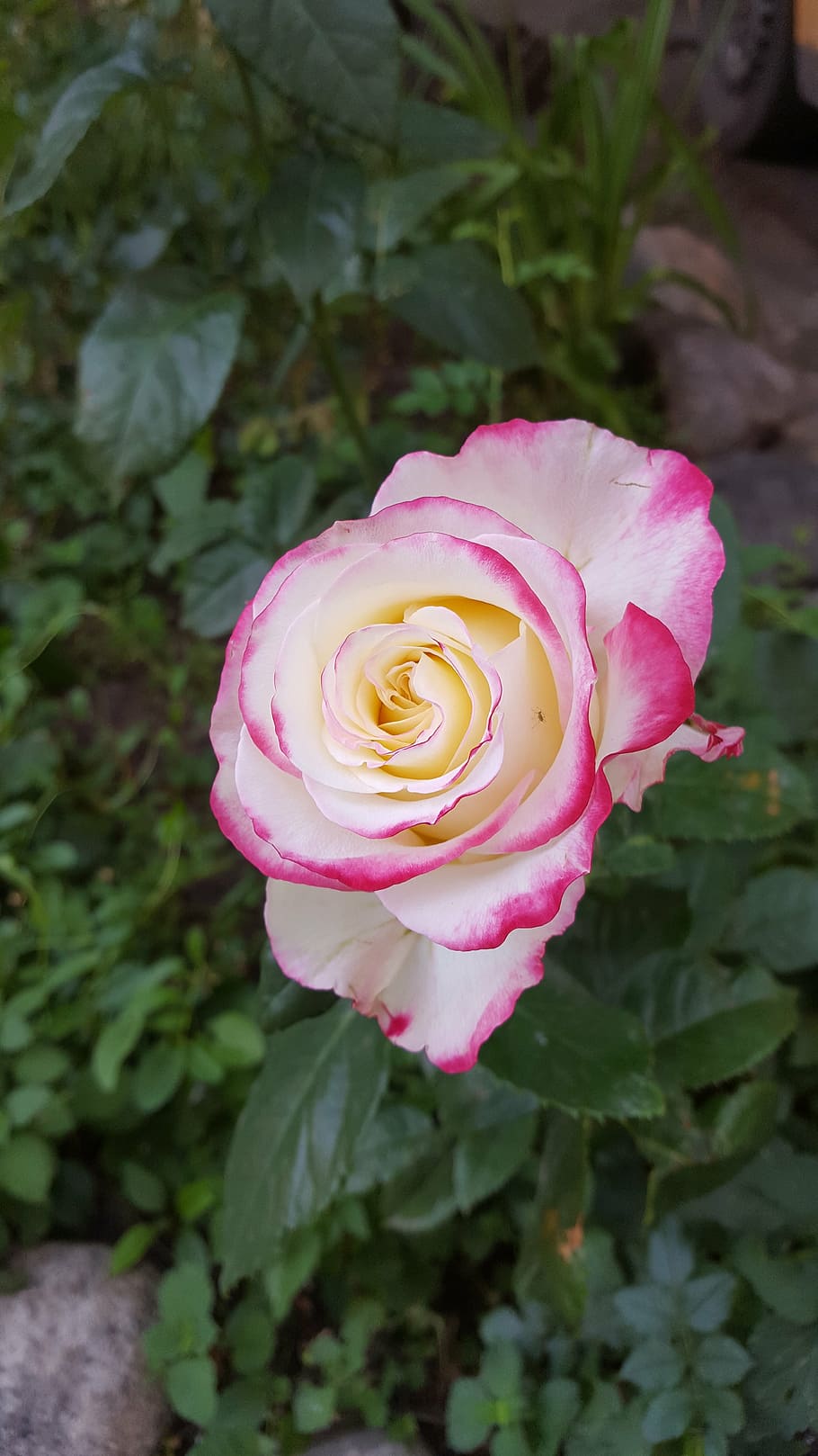 rose, garden, flower, flowering plant, beauty in nature, petal HD wallpaper
