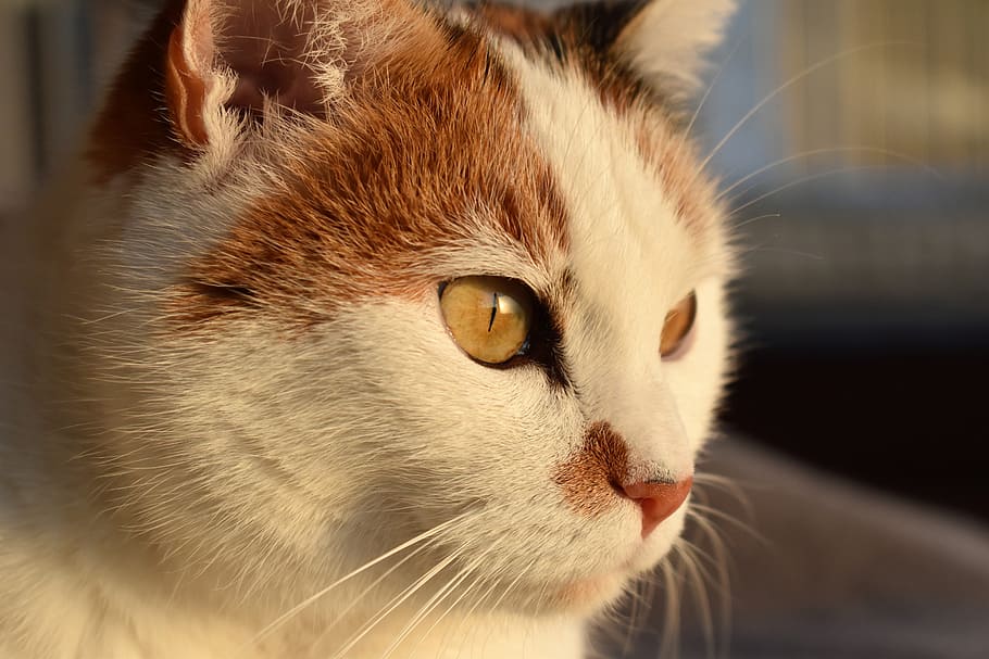 cat, white, animal, creature, pet, white cat, mieze, adidas HD wallpaper