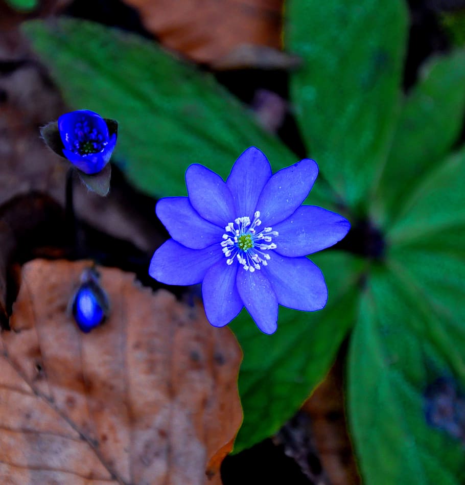 hepatica nobilis, spring, blue, flowering plant, freshness HD wallpaper