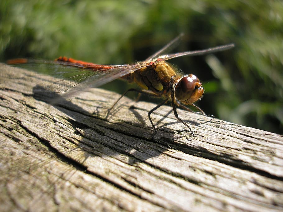 bug, dragonfly, eyes, wings, animal themes, invertebrate, animals in the wild HD wallpaper