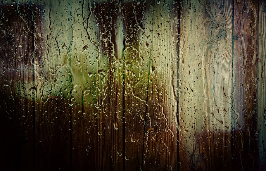spray, tree, drops, trees, water, rain, drops of water, no people HD wallpaper