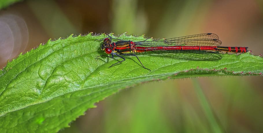 damselfly, large red, odonata, pond, wildlife, invertebrate HD wallpaper