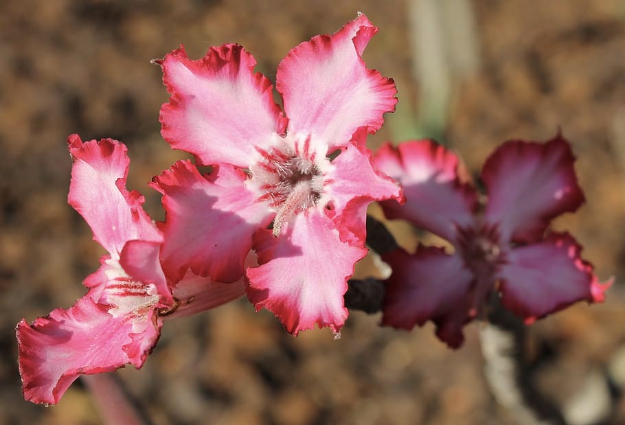 flower, pink, macro, flowering plant, pink color, beauty in nature HD wallpaper