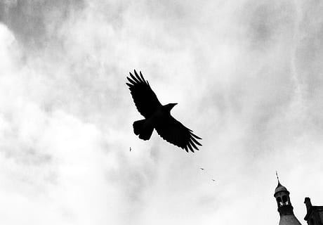 grayscale photography of flying bird under cloudy sky, crow HD wallpaper