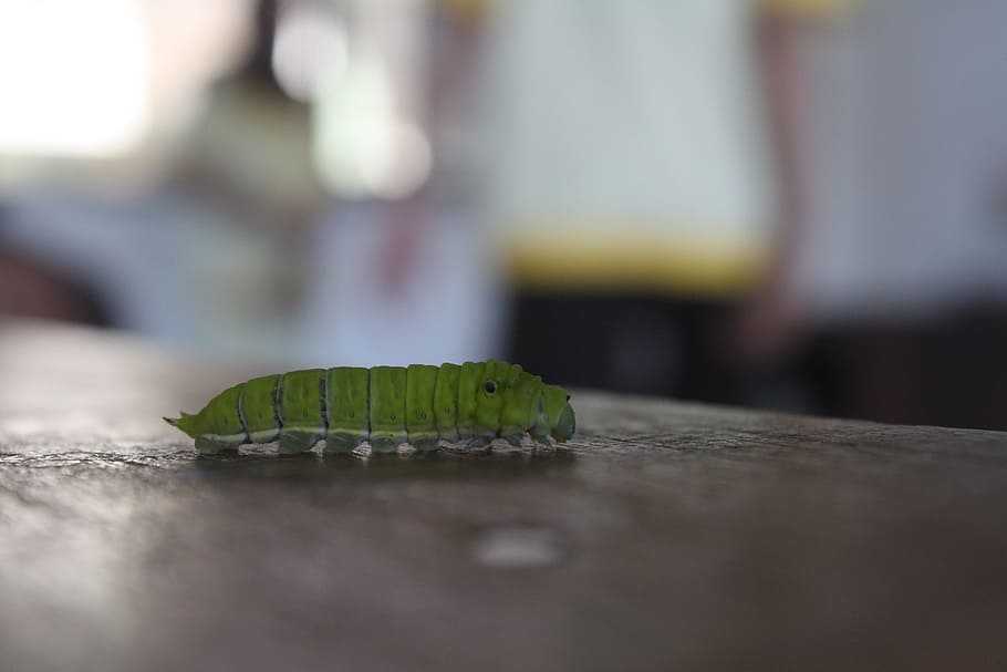 caterpillar, leaf, green, one, animal themes, one animal, selective focus HD wallpaper