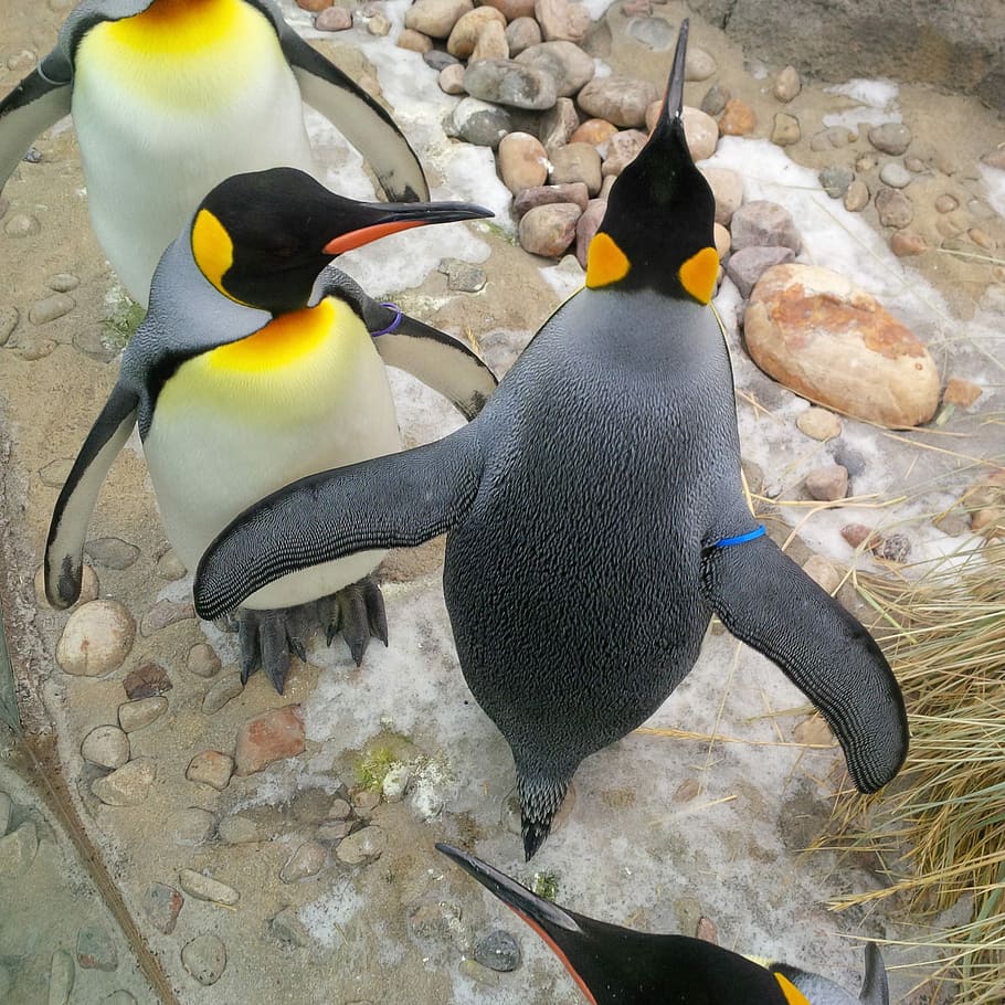 Penguins, Group, Birds, animal wildlife, no people, animals in the wild HD wallpaper