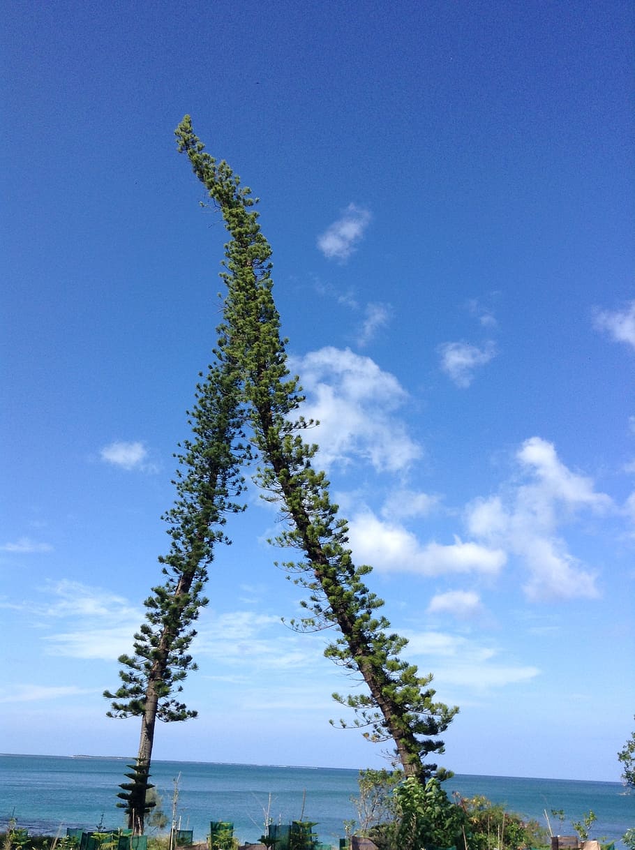 pine, sky, island, tree, new caledonia, poe, plant, cloud - sky HD wallpaper