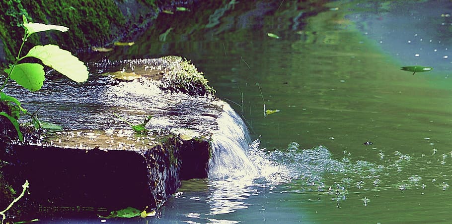 Forest, Source, Water, motion, long exposure, waterfront, nature HD wallpaper