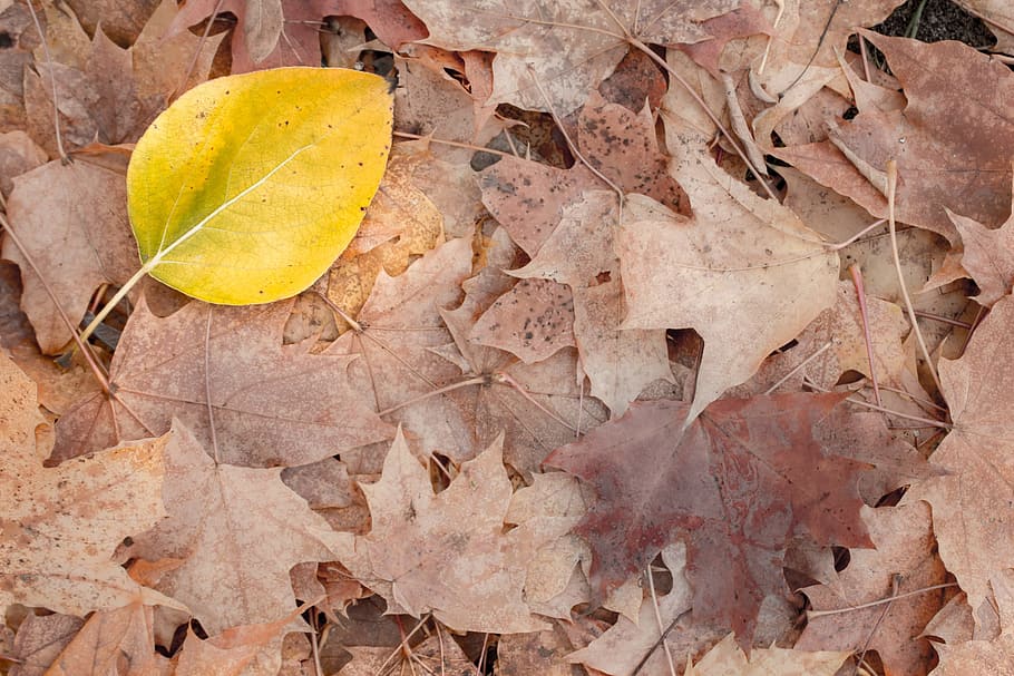 Leaf, Yellow, Autumn, Fall, Nature, vibrant, foliage, decoration HD wallpaper