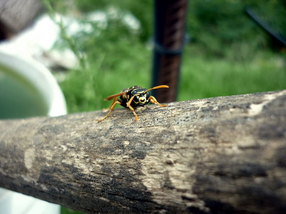 Wasp, Striped, Beetle, one animal, animal themes, animals in the wild HD wallpaper