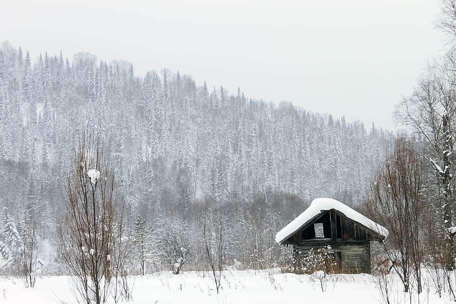 house, barn, hut, forest, landscape, trees, winter, winter forest HD wallpaper
