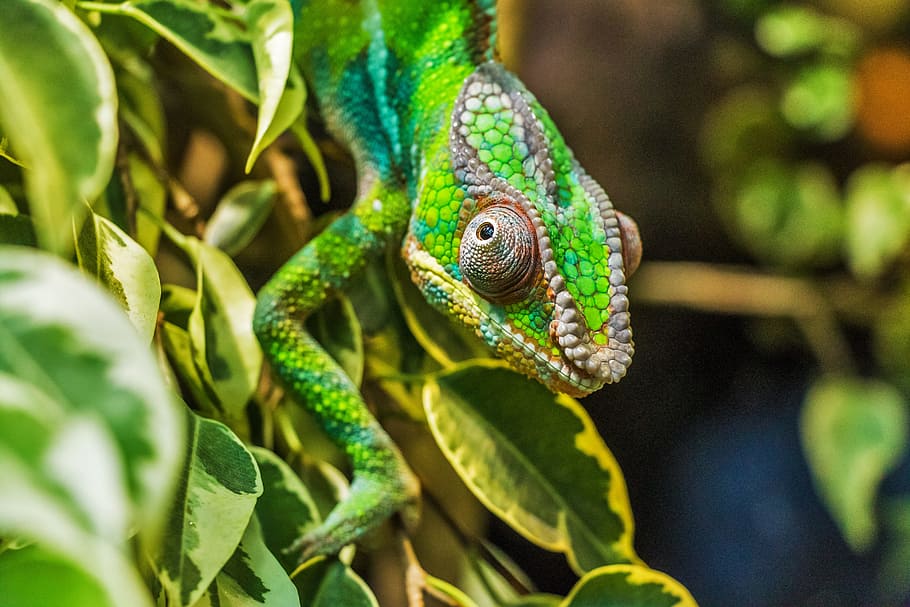 green lizard on plant, chameleon, párduckaméleon, furcifer pardalis, HD wallpaper