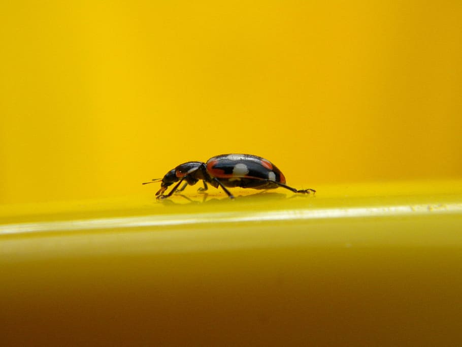 Insect, Ladybug, Detail, Beetle, one animal, animal themes HD wallpaper