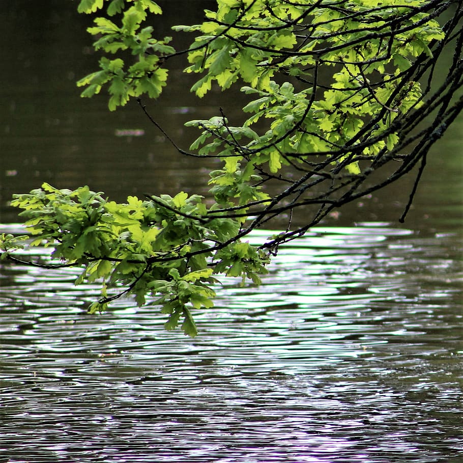 water, nature, reflection, river, leaf, lake, tree, environment HD wallpaper