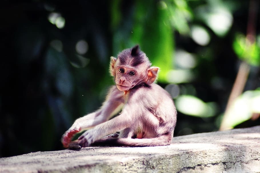little monkey shallow focus photography, Pensive, Bali, primate HD wallpaper
