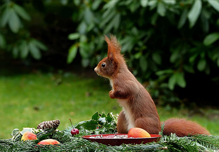 brown squirrel in front of plate with fruits, animal, sciurus vulgaris major