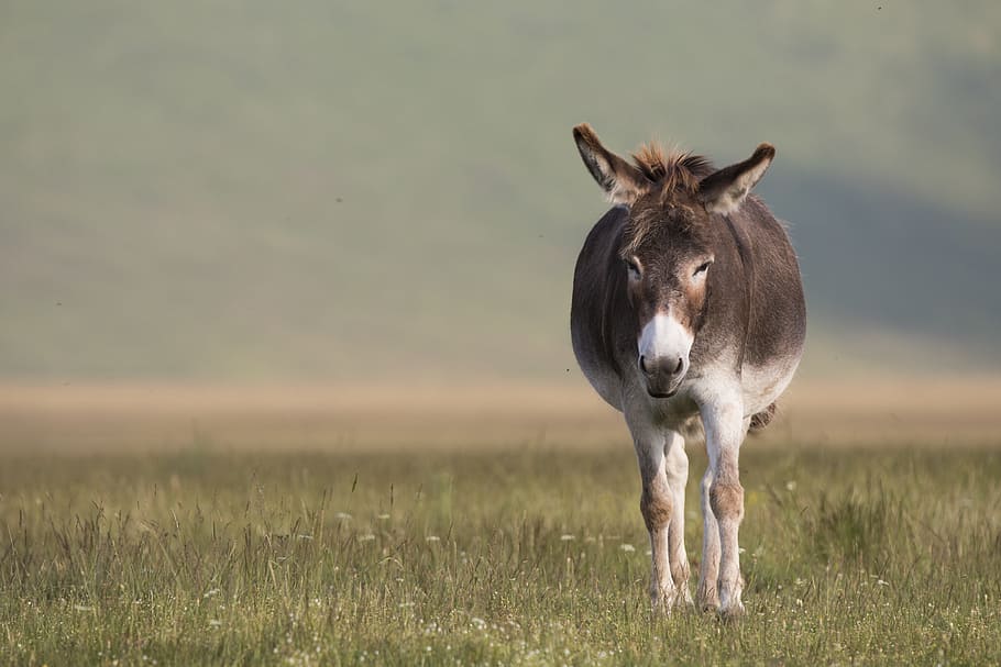 gray Donkey walking on grass field during daytime, nature, animal