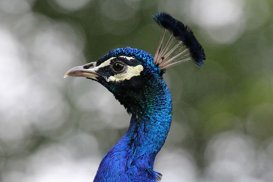 Peacock, Head, Feather, peacock head, bird, one animal, animal themes HD wallpaper