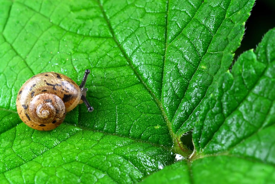 snail, nature, leaf, abstract, wipes, slimy, animal, crawling HD wallpaper
