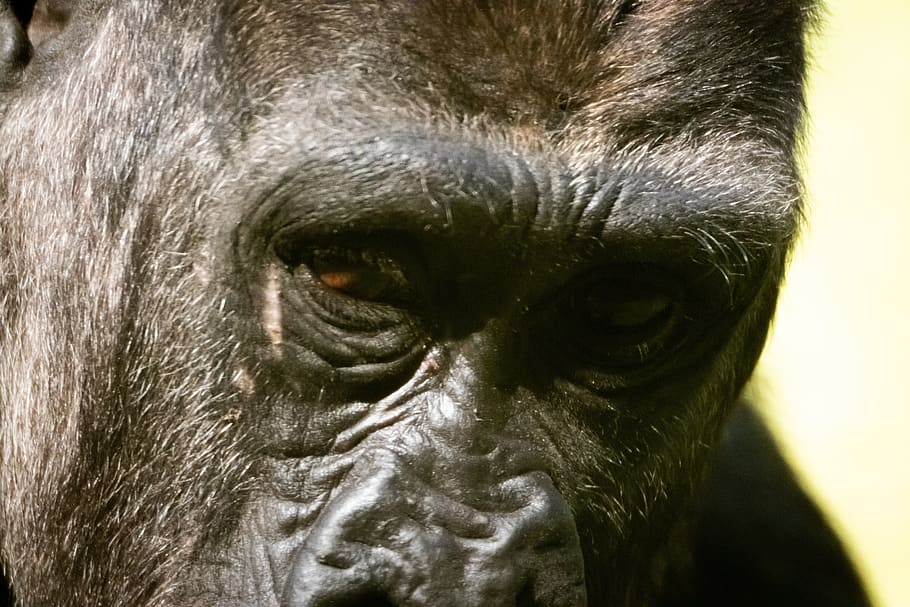 animal, gorilla, nature, primate, one animal, animal wildlife HD wallpaper