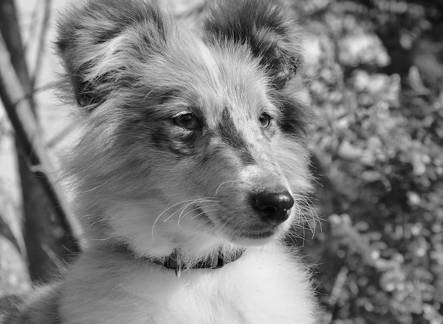 dog, bitch nobility blue, shetland sheepdog, photo black white