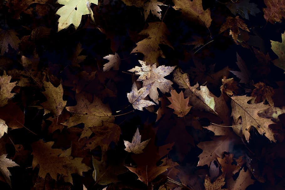 closeup photo of dried maple leaves, green, leaf, plant, daytime HD wallpaper