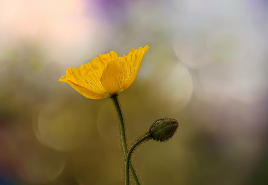 shallow focus photography of yellow poppy, iceland poppy, mohngewaechs, HD wallpaper