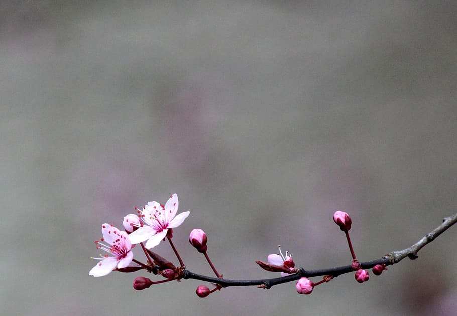 pink petal flower in shallow focus photography, cherry, blossom HD wallpaper