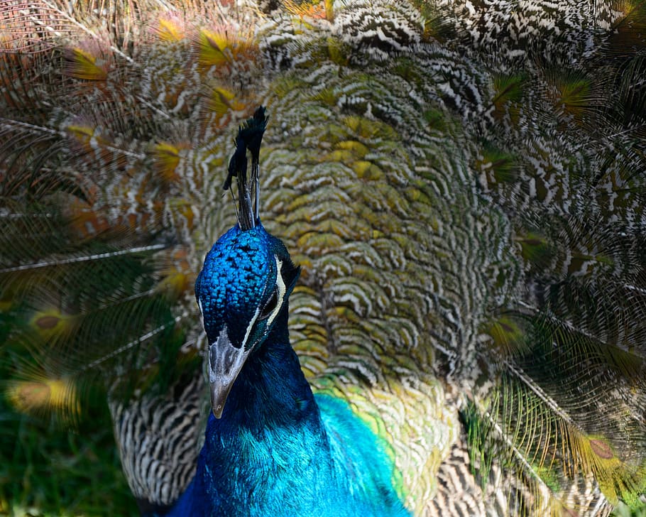Peacock, Bird, Feather, Iridescent, blue, peacock feathers HD wallpaper