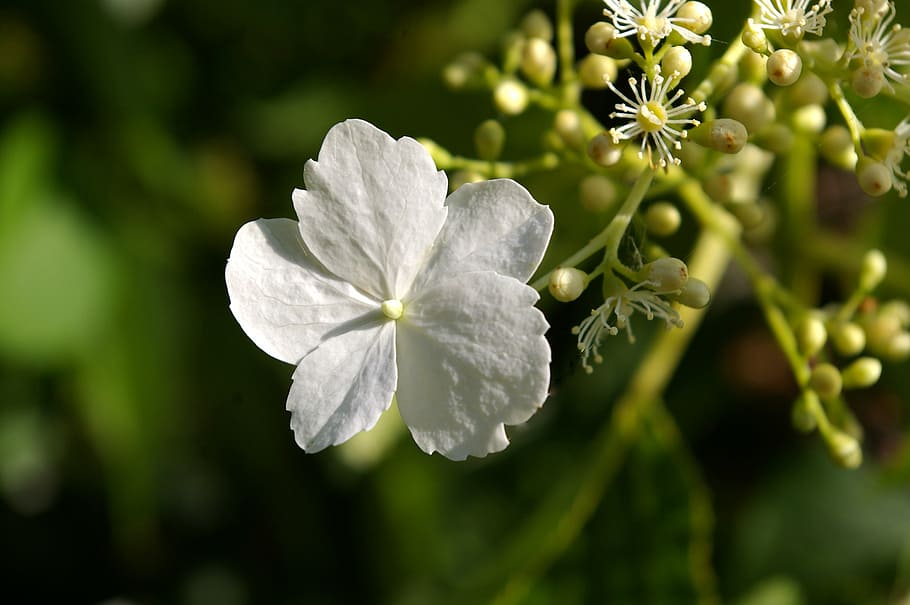 climbing, hydrangea, blossom, bloom, white blossom, awakening HD wallpaper