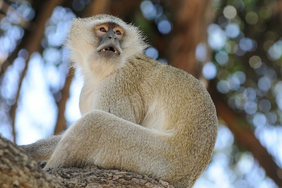 botswana, monkey, curiosity, old world monkey, animal wildlife HD wallpaper