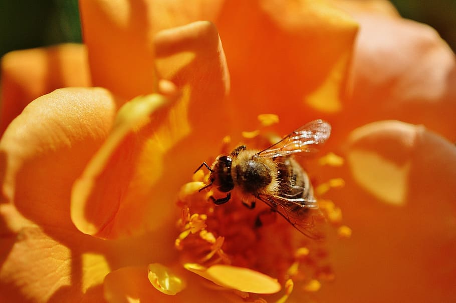 bee, flower, rose, orange, yellow, close, pollen, macro, blossom HD wallpaper