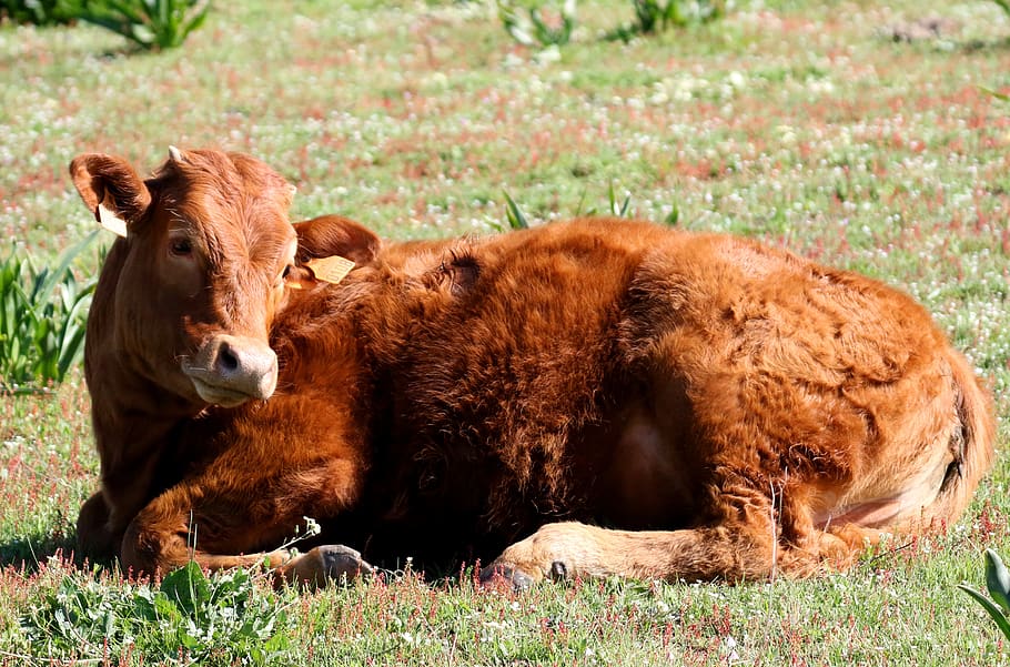 cattle, rocio spain, resting, posing, animal, farm, cow, grass, HD wallpaper