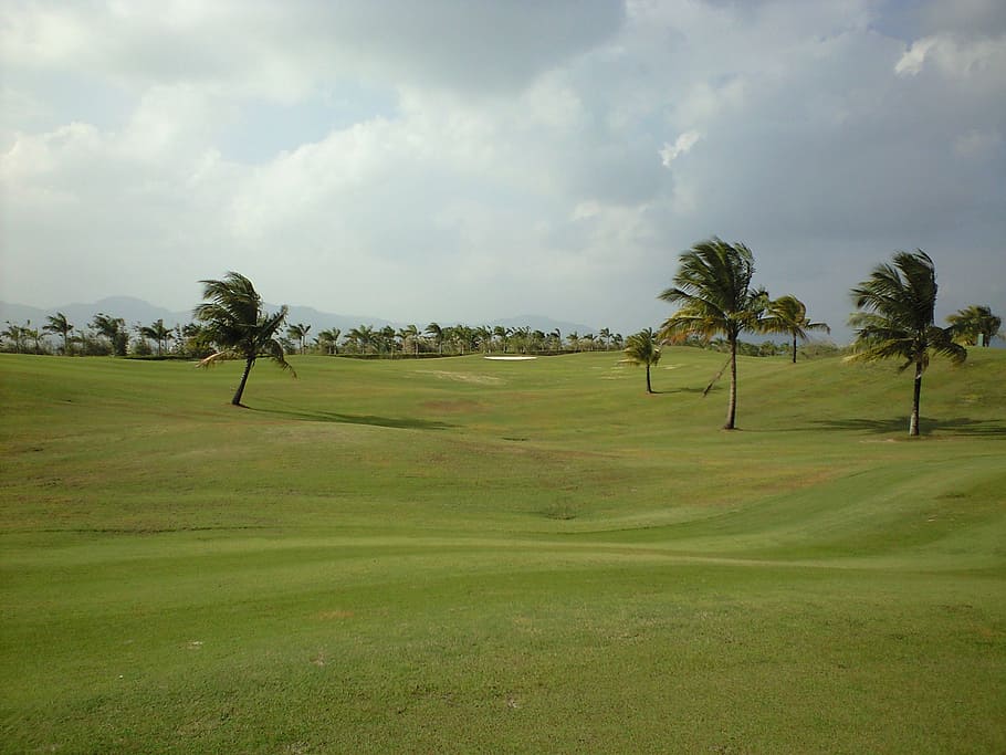 plain, wood, landscape, golf, tree, nature, golf Course, grass HD wallpaper