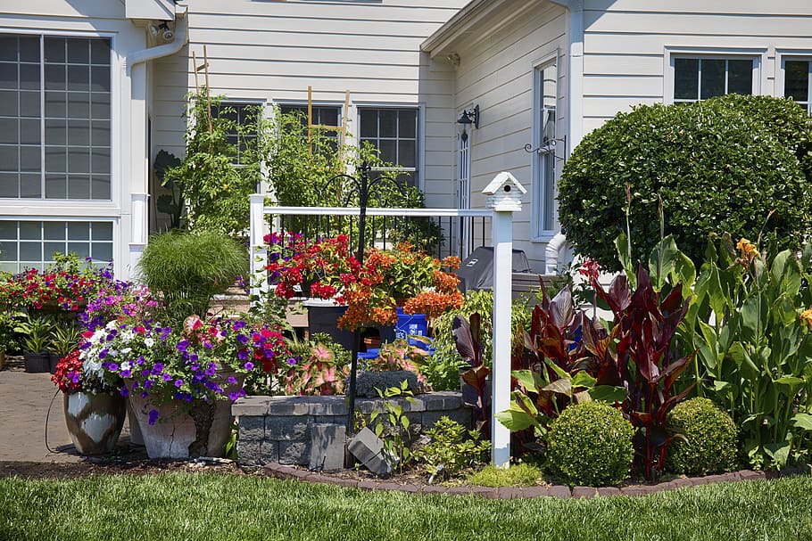 Backyard, Flowers, Garden, green, red, white, bougainvillea, HD wallpaper