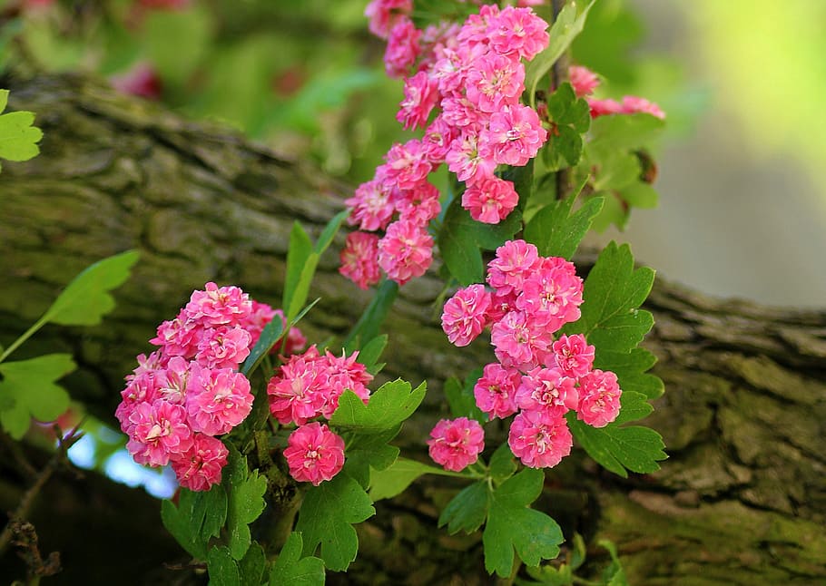 pink flowers, crataegus, tree, flowering, nature, spring, vegetation, HD wallpaper