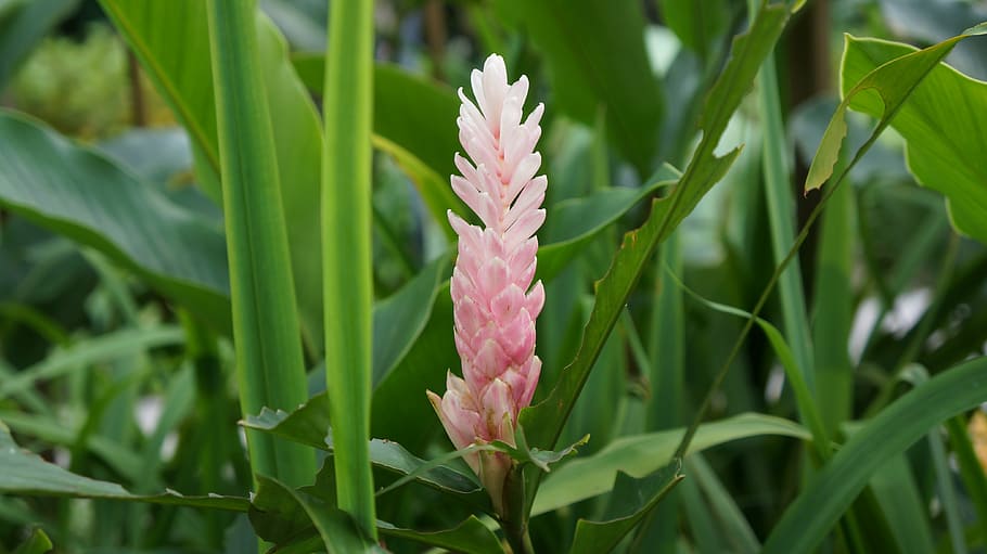 ginger, bloom, pink, plants, flower, singapore, nature, leaf HD wallpaper