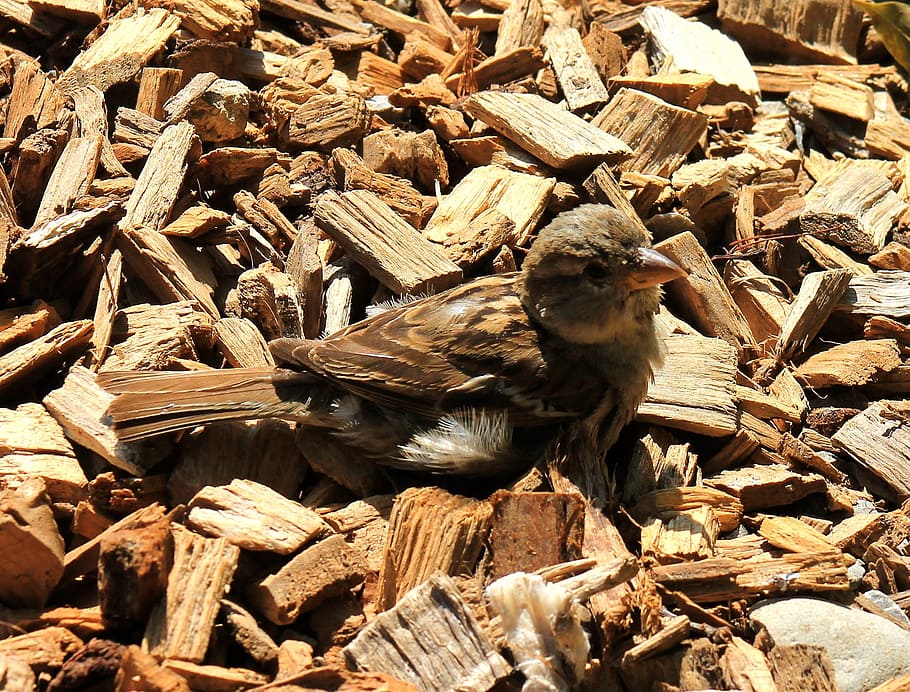 sparrow, bird, young, animal themes, one animal, vertebrate HD wallpaper