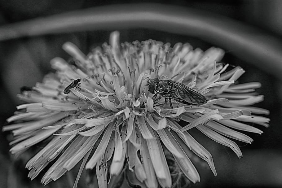 bug, spring flower, dandelion, nature, flowering plant, freshness HD wallpaper